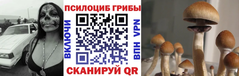 Купить где  Озёры  Псилоцибиновые грибы мицелий 